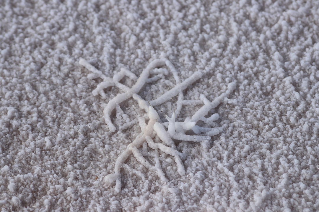 Photo Carpet Cleaning Melton