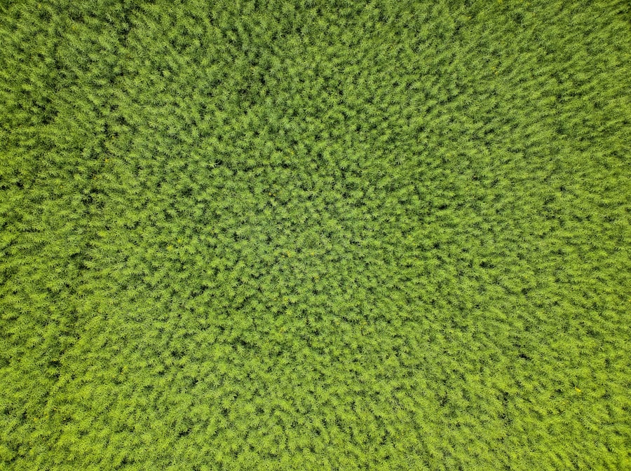 Carpet Cleaning Operation