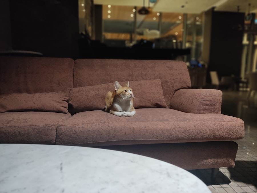Sofa cleaning 
